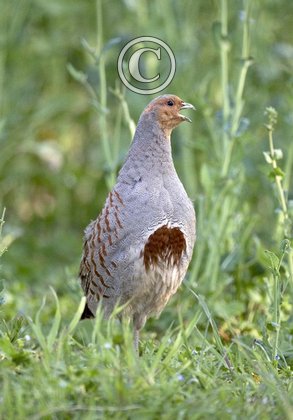 Grey Partridge  4tif